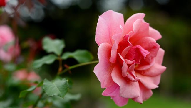 Carol Kerkin and her husband John will hold an open garden on May 10. The garden has been a labour of love for over 30 years. Photo by Stuart Quinn.