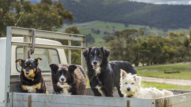 Enter the competition for a chance to receive a furry photo shoot with photographer Zoe Phillips, valued at $600, a copy of <i>The Weekly Times</i> 2022 Dog Calendar once released and have your dog feature in the calendar.