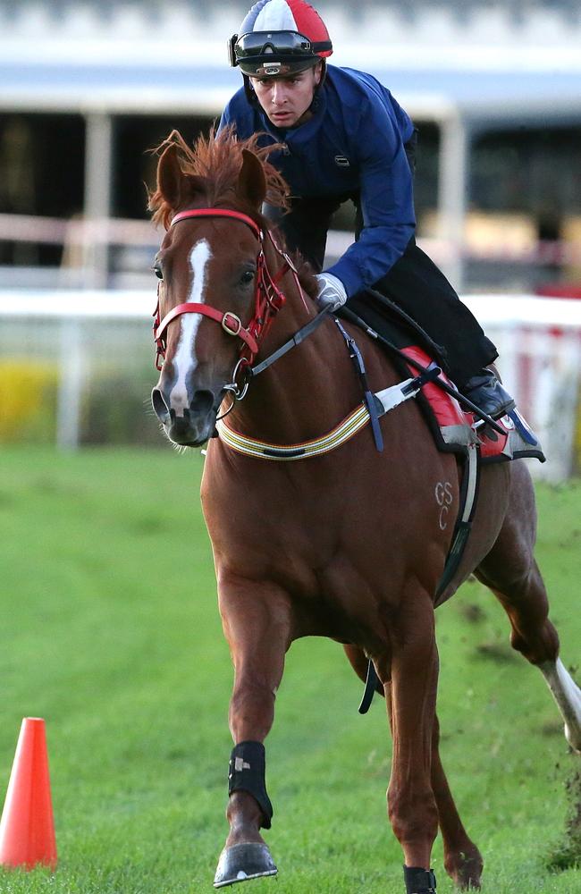 Sir Moments works at Doomben last year. Picture: Peter Wallis