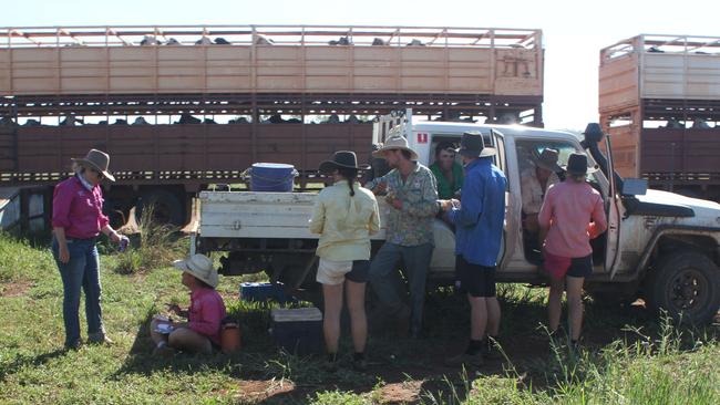 Carlton Hill staff seek shade during a quick break while loading cattle. Picture: Charlie Peel