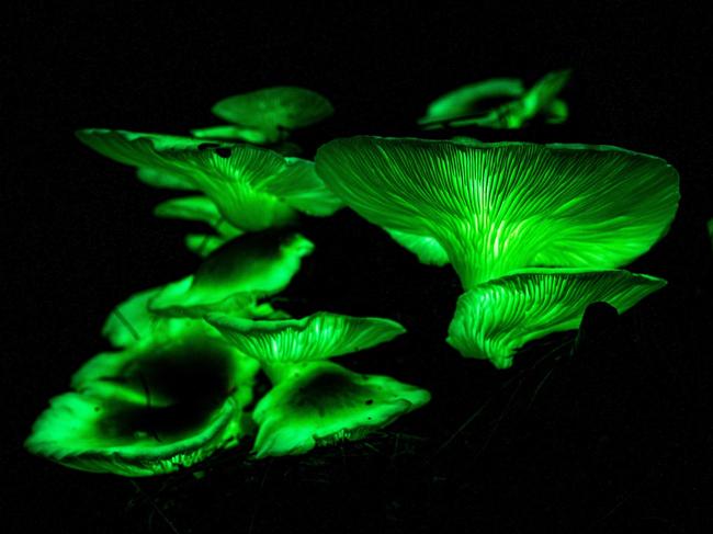 Thousands are expected to take a trip down Ghost Mushroom Lane ina South East pine forest near Mount Gambier. Picture: Alex Window