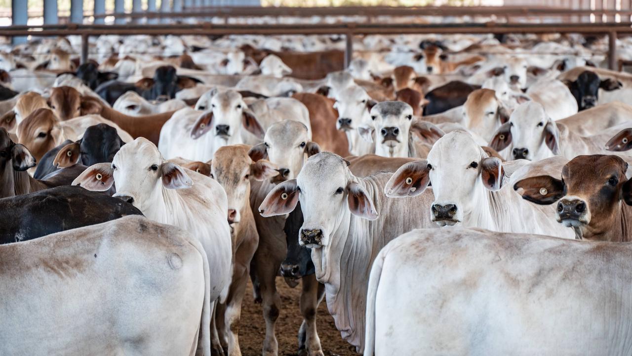 Beijing Blames Anthony Albanese For Beef Ban Fears | The Australian