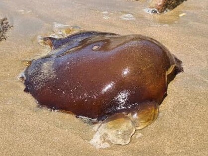 Gross ‘blob’ picture at beach