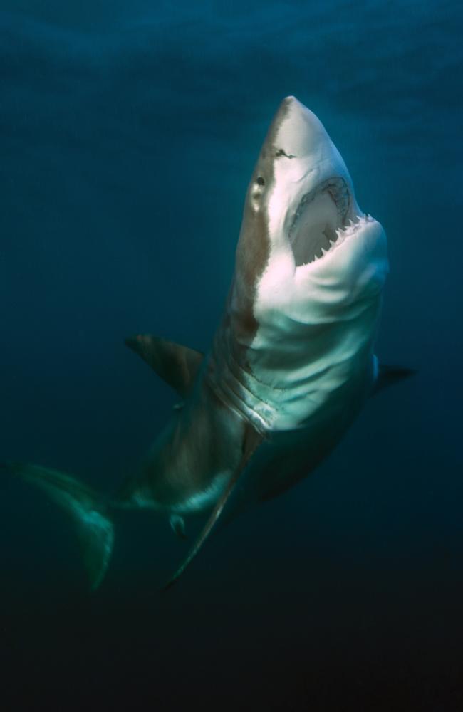 The shark named Mrs Moo rising from the depths at South Neptune Island. Picture:  Andrew Fox