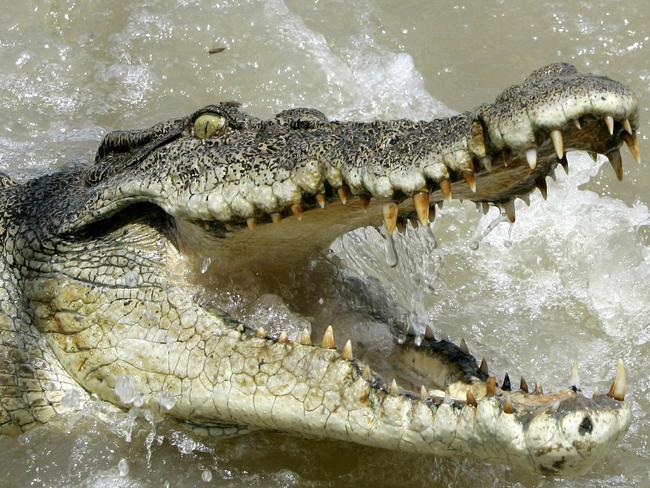 Wild details of Qld croc attack revealed