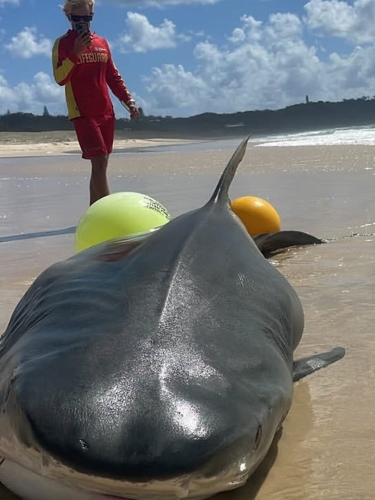 A monster pregnant tiger shark was caught in drumlines off North Stradbroke Island.