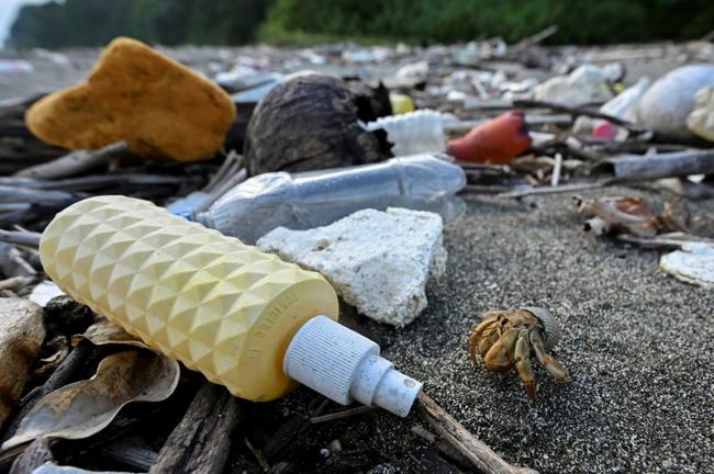 Hermit crabs have regularly been observed taking up residence in plastic homes