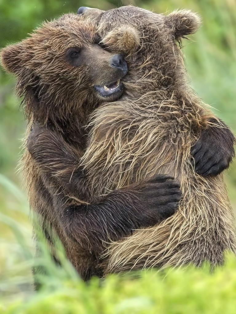 While we humans give each other flowers, chocolates and diamond rings to express our affection, our furry friends prefer to go for cheaper, more traditional methods — such as a cuddle or even, in some cases, a bear hug (quite literally). Picture: Shayne McGuire / Caters News