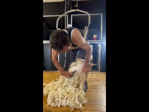Shearing Angora goats
