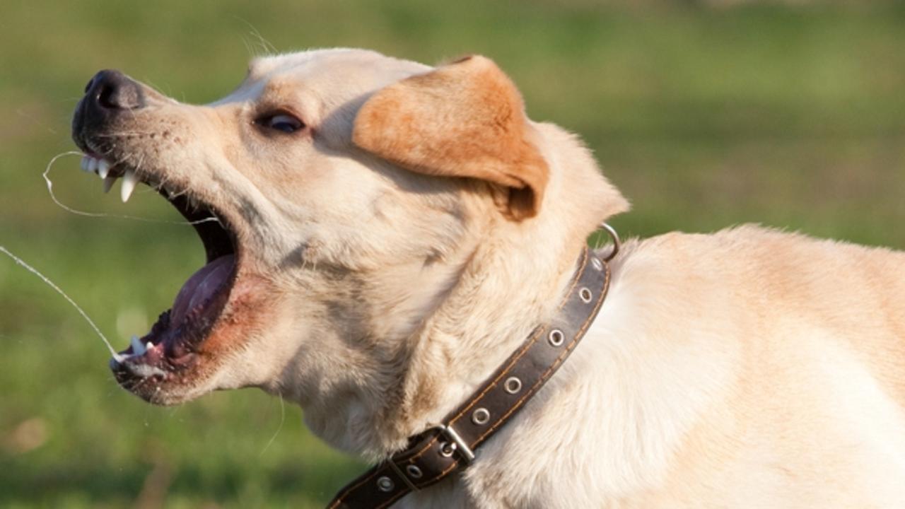 Dog attack: Elderly woman recieves emergency treatment after dog ...