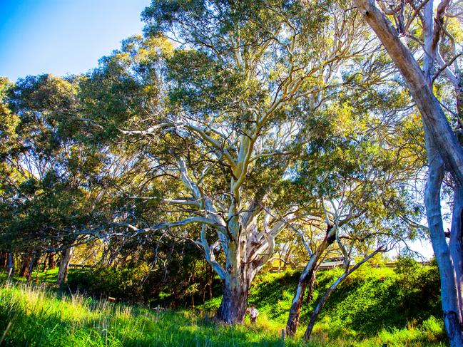 The Department of Infrastructure and Transport plans to clear 388 trees for the 1.65 km Victor Harbour Road Overtaking Lane Project. Picture: Yuri Poetzl