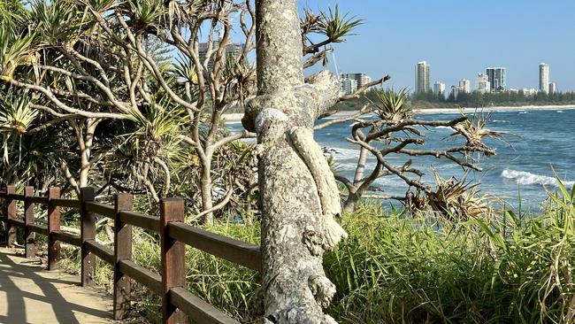 Pandanus roots seemingly made to resemble male genitalia along Burleigh's Oceanview track have been given a G-rated paint job overnight.