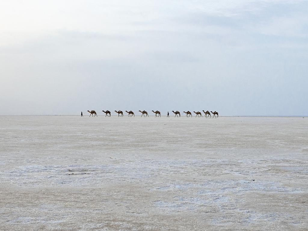 Untitled. Photographer: Guillaume Petermann Year: 2018 “A salt caravan in the Danakil Desert in Ethiopia. This is reputed to be one of the least hospitable places in the world. It is here that the Afar people extract the salt and transport it via huge camel caravans to the Tigray Highlands. Here, in the middle of Karum salt lake, this lone tree attempts to survive.” Copyright: © Guillaume Petermann, France, Entry, Open, Travel, 2018 Sony World Photography Awards