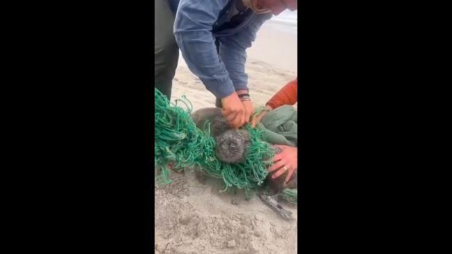 Seals rescued from nets in South Africa