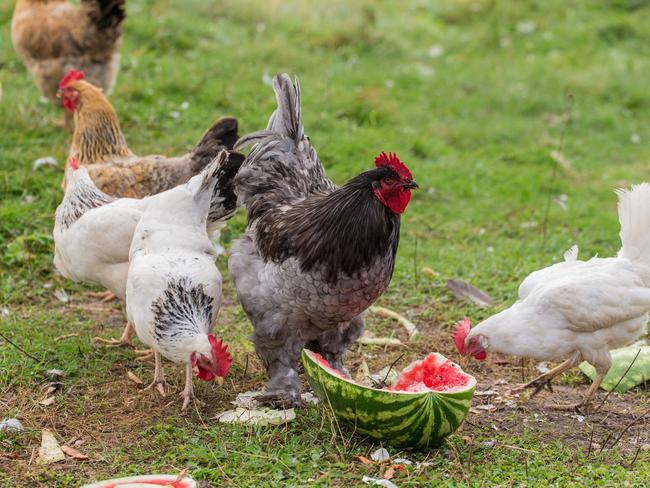 Roosters are off limits in residential areas.