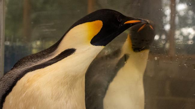 An emperor penguin named Gus that landed on WA’s southern coastline from Antarctica. Picture: Supplied