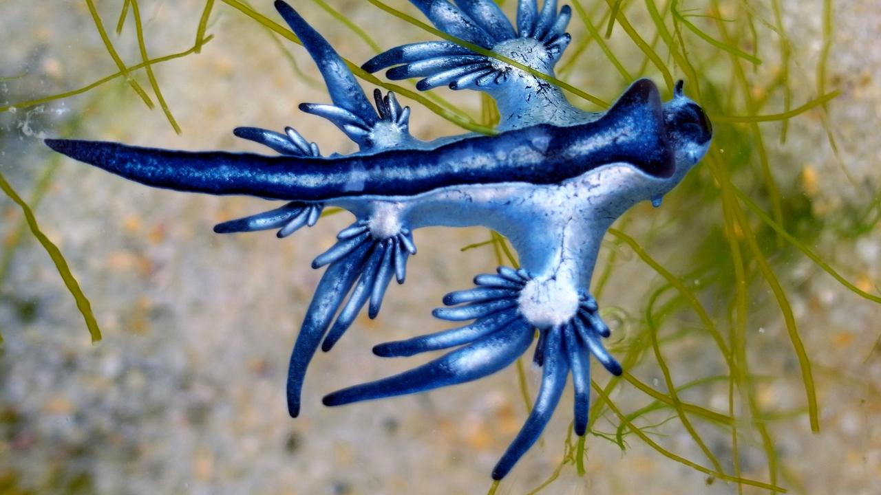The Blue Dragon has been spotted along the east coast of Australia in previous years.