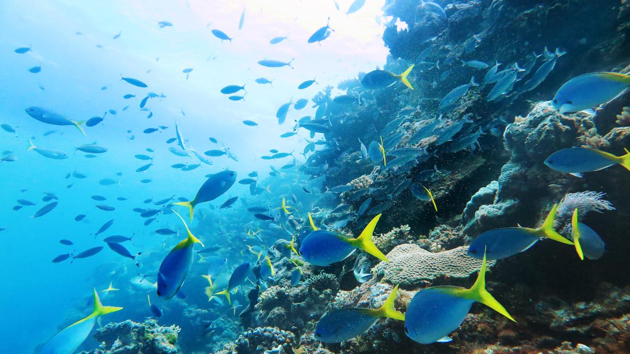 Yellow tailed fusiliers swim past other schools of large fish and hard and soft corals growing on Saxon Reef, part of the World Heritage listed Great Barrier Reef Marine Park off the coast of Cairns. Picture: Brendan Radke