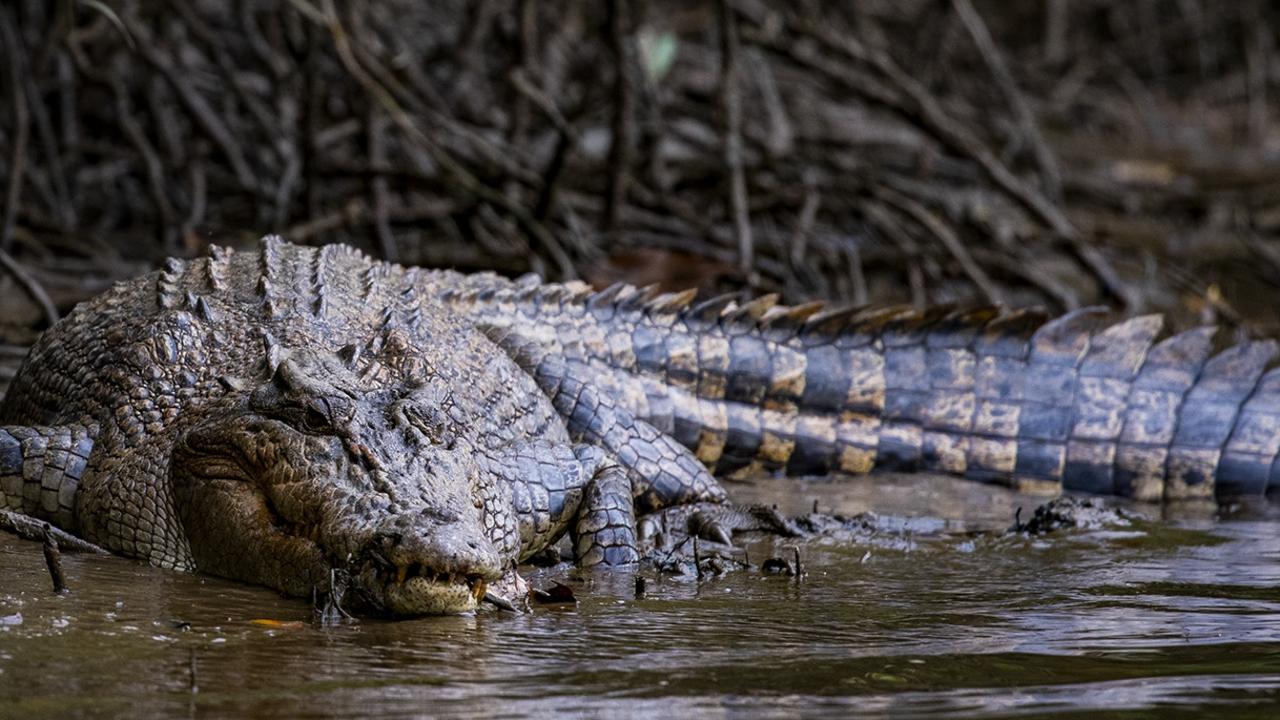 Crocodile sighting at Spring Creek Mowbray swimming hole | The Cairns Post