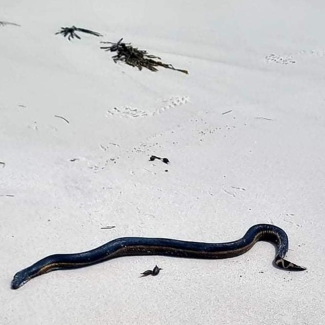 "Lucky" the sea snake was displaced from the mainland in a storm, washing up at Bay of Fires on Monday. Picture: Tamsyn McLennan.