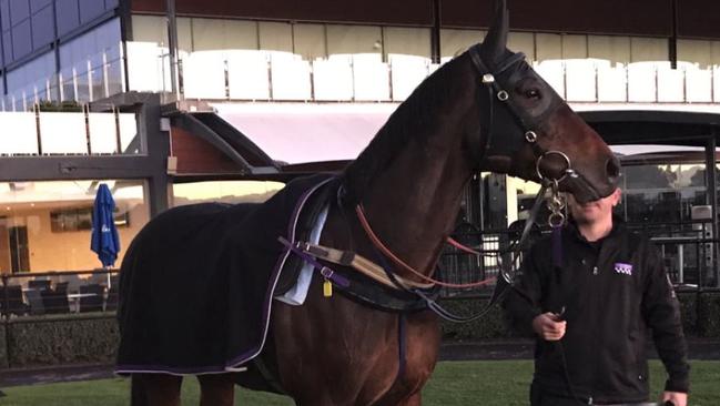 Winx prepares to do her last piece of trackwork ahead of Saturday's Chelmsford Stakes.