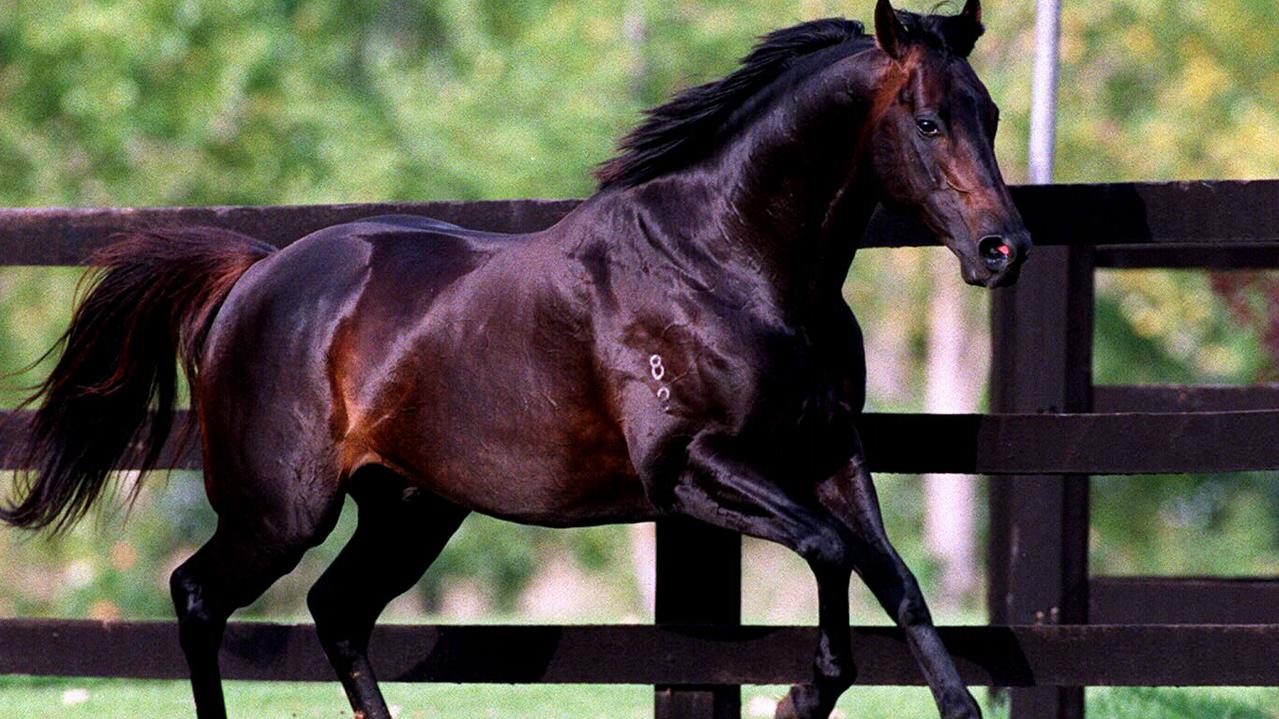Racehorse Octagonal at Woodlands Stud in Denman, NSW 23 Dec 1997.