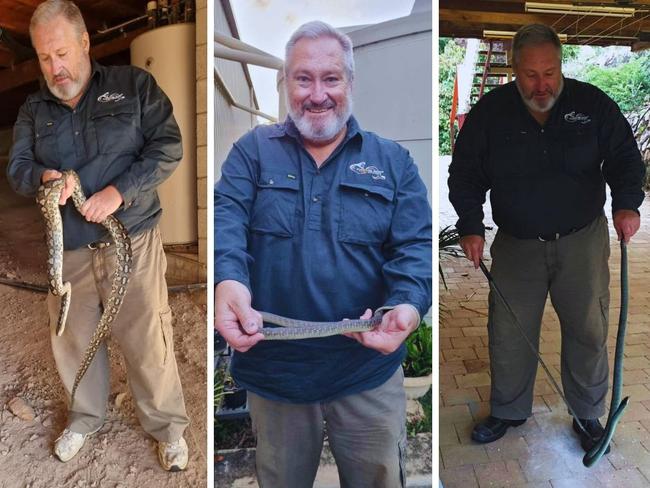 David Voss of Gladstone Region Snake Catchers in action.