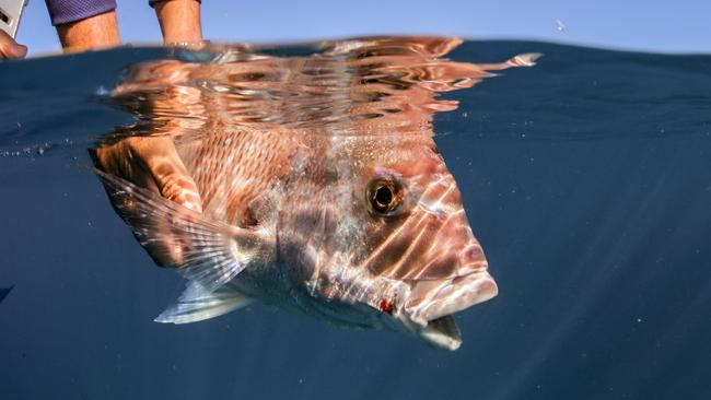 Go Fishing with Al McGlashan.  GFWAM Snapper love berley trails especially straight after big seas