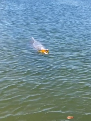 The dolphin at Rainbow Beach balanced the beer bottle on its beak. Picture: Dearne Acland/Storyful