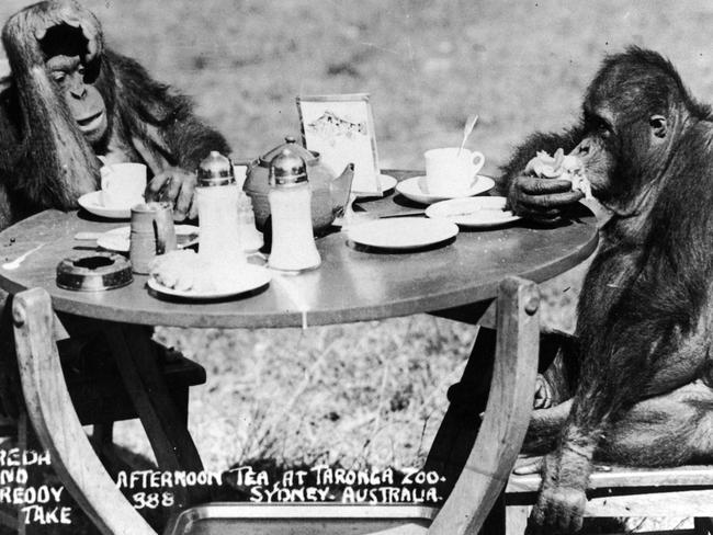 Chimpanzees wranglers taught these ones how to be Mosman house wives.