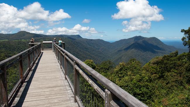 Dorrigo Skywalk amid blackbutt, tallowwood and sassafras trees.