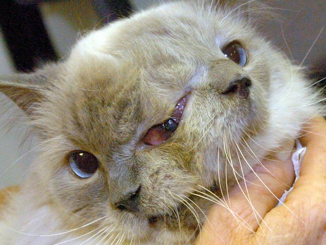 This undated photo shows the two faced cat named Frank and Louie. The world's oldest Janus cat - a feline with two faces - died at the age of 15 on Thursday, Dec. 4, 2014. The Guinness World Record holder passed away at the Cummings School of Veterinary Medicine at Tuft's University in Grafton, Mass. according to owner Martha "Marty" Stevens of Worcester, Mass. (AP Photo/Worcester Telegram & Gazette, Jim Collins)