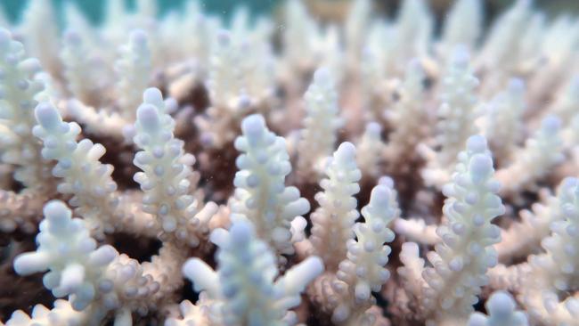 The 2020 coral bleaching on the Great Barrier Reef is more severe and widespread than previous bleaching events. Photo: James Cook University / AFP