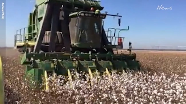 First NT cotton harvest in 15 years