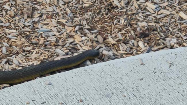 A tiger snake slithers through Galaxyland Playground in Sunbury.