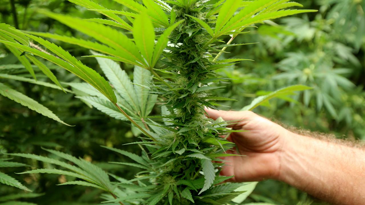 NSW election 2019: Greens’ campaign includes plans to legalise weed ...