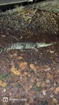 Baby Croc Makes Daring Escape From Farm