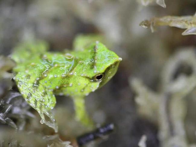 Zoo Celebrates Birth of Endangered Froglets by Dads After Deadly Fungus Rescue Mission