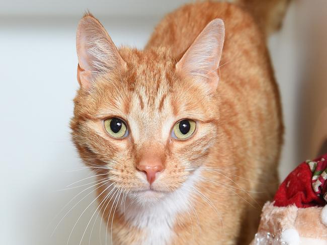 Bromley the ginger. Picture: Josie Hayden