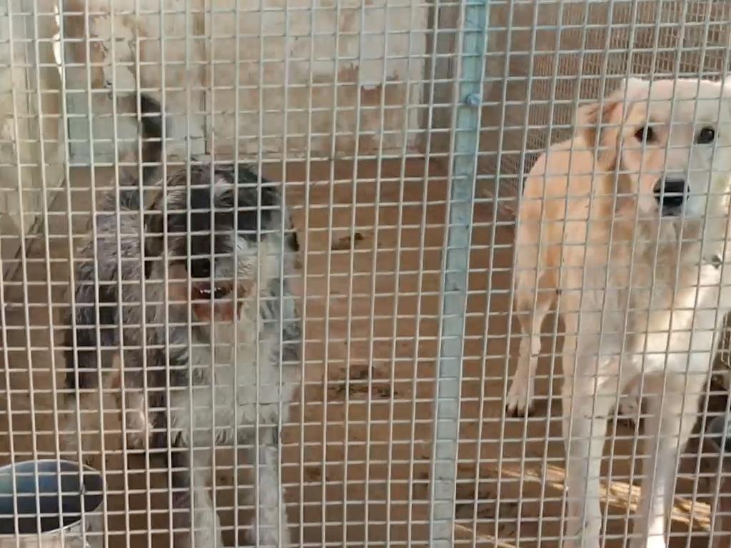 A schnauzer and golden retriever in a cage.