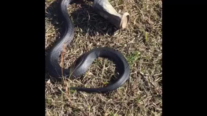 Snakes Keep Getting Their Heads Stuck In Beer Cans. Really.