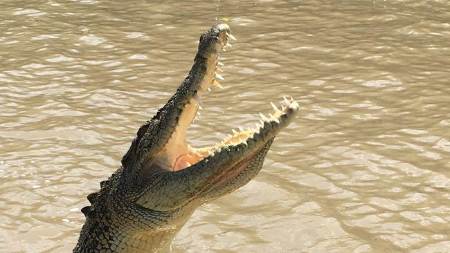 A split second decision has led to a tour operator having his arm and hand bitten by an opportunistic 2.2m crocodile on the Adelaide River. Picture: Supplied