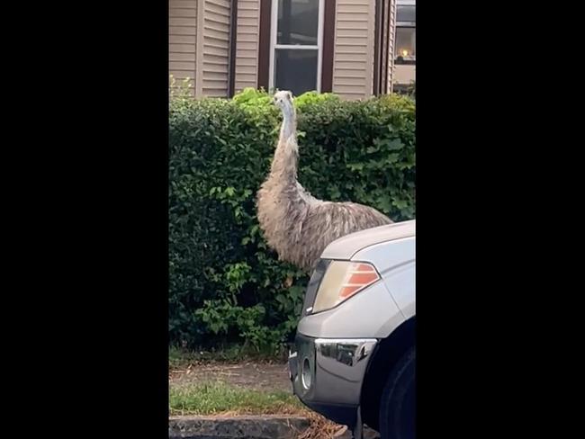 Rogue emu spotted wandering around suburban USA