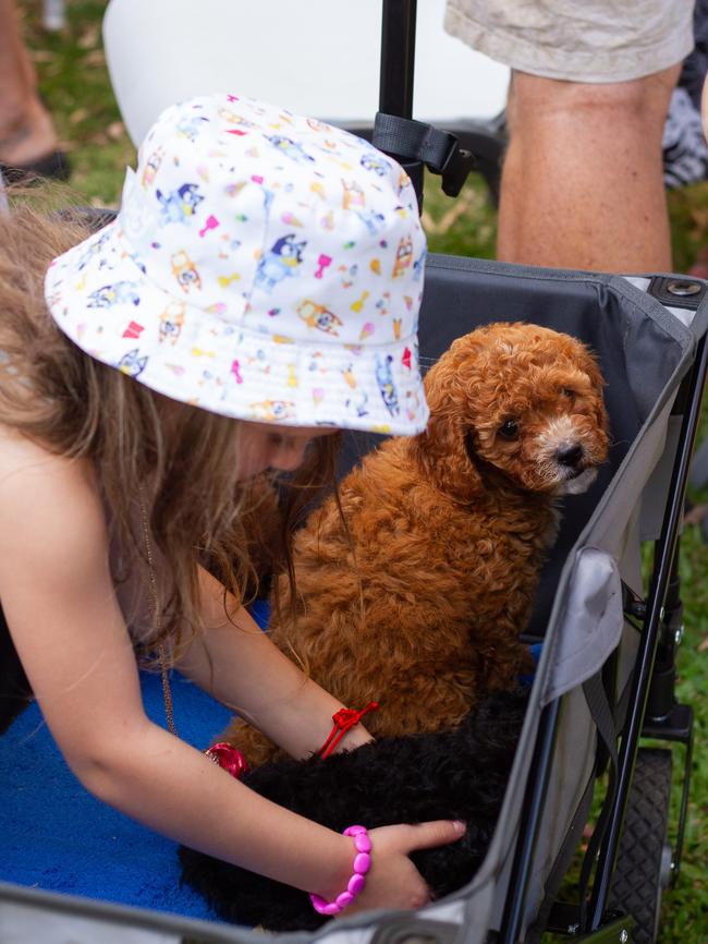 Puppies were a popular attraction at the Urangan NYE markets.