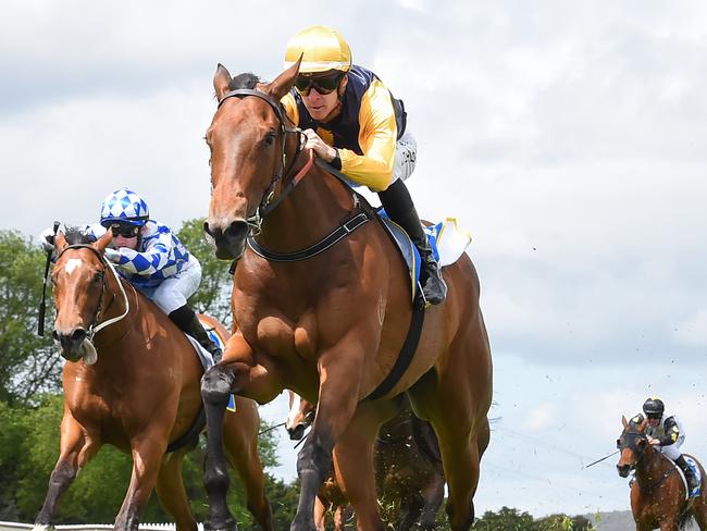 Talented mare Samangu will attempt to notch her second straight win when she heads to Geelong on Wednesday. Picture: Racing Photos via Getty Images.