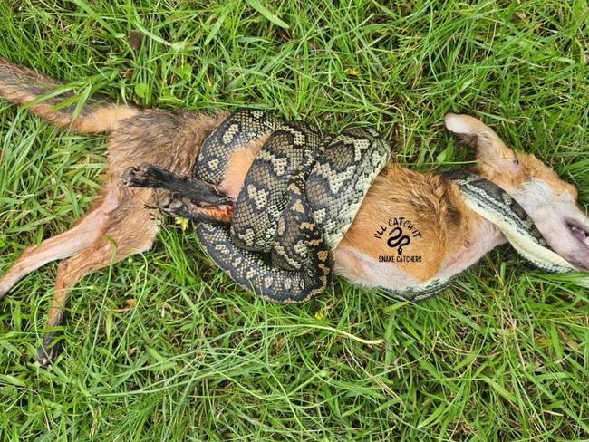 The fox came off second best in the epic struggle. Picture: I'll Catch It Snake Catchers