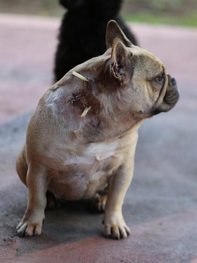 Rymer’s inquisitive french bulldog.