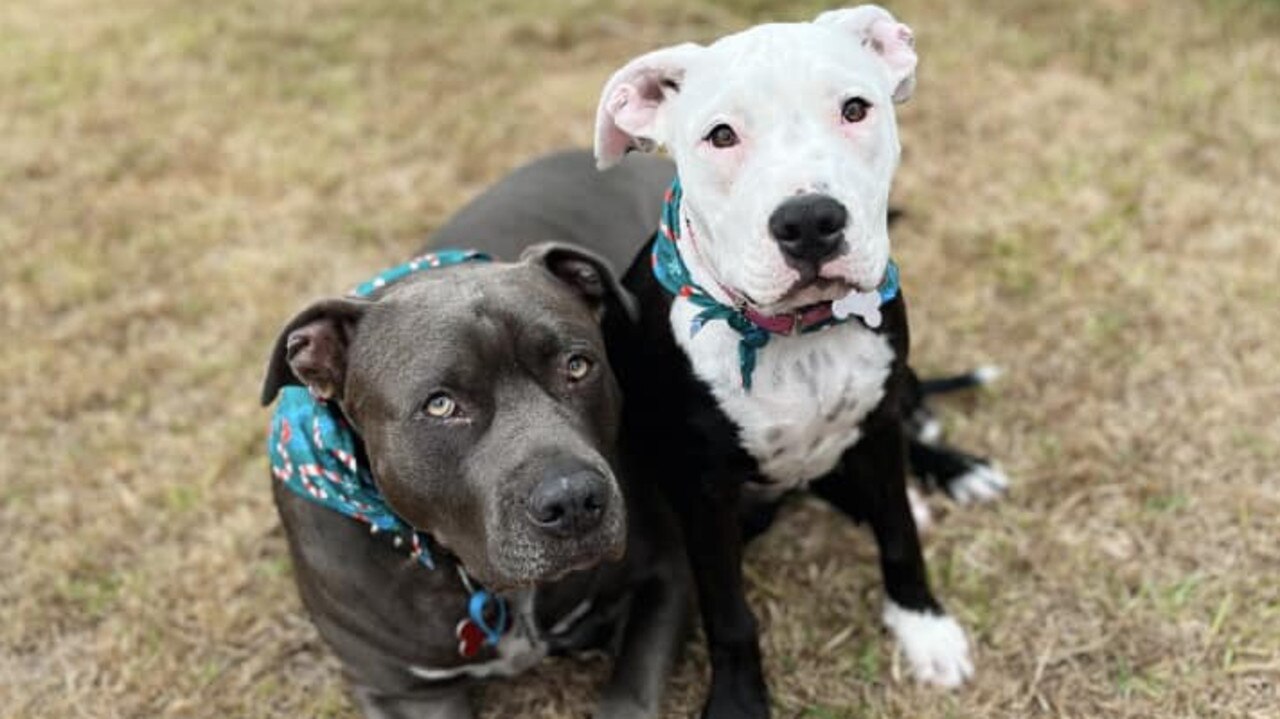 Trip and Sunnie: Jorjia Taylor's 3 year old and 6 month old Staffies