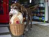 Eros carries a basket of bread from the El Porvenir mini-market as he makes a delivery on his own in Medellin, Colombia, Tuesday, July 7, 2020. The eight-year-old chocolate Labrador remembers the names of customers who have previously rewarded him with treats, and with some practice, he has learned to go to their houses on his own. “He helps us to maintain social distancing,” said Eros’ owner Maria Natividad Botero, amid the COVID-19 pandemic. (AP Photo/Luis Benavides)