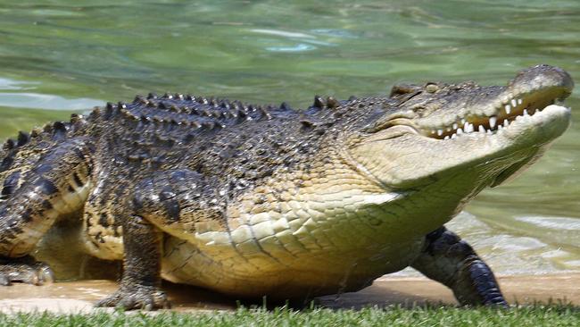 A search is underway for the crocodile responsible for attacking a man as he was snorkelling. Picture: NCA NewsWire/Tertius Pickard